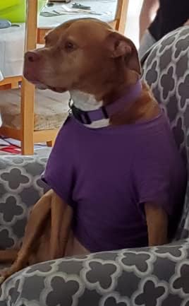חולצות כלבים של ספאג'וי בגדי כלבים בגדי כלב ריק חולצת טריק
