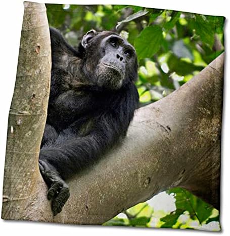 נוף 3 של השימפנזה בעץ, הרי מהלה NP, טנזניה. - מגבות