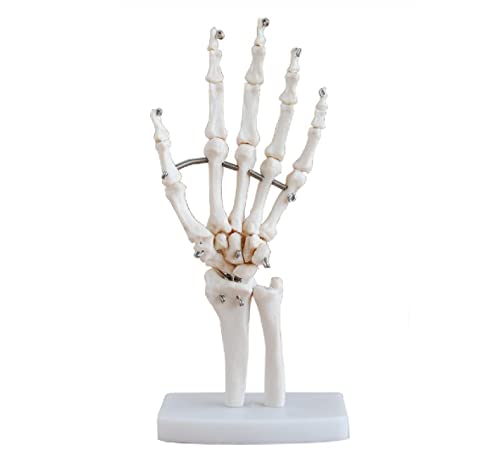 חיים-גודל יד משותף אנטומי אדם דגם
