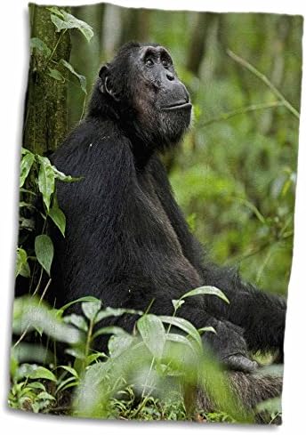 3drose אפריקה, אוגנדה, Kibale NP. שימפנזה זכר רגועה מביטה לעצים. - מגבות