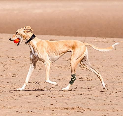 סד משותף למשכן רגל אחורית כלב פטנדו לכלב בינוני וגדול, גלישת דחיסה עם רצועות ורצועות קפיץ מתכת