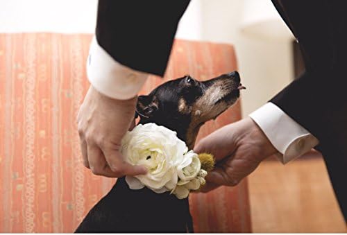 בית החתונה של פרחי פרחים צווארון כלב- שנהב כפרי