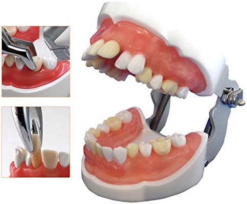 שיניים 66 שיניים אוראלי דגם שתל דנטלי דגם חינוך בדיקה ספציפית שן חילוץ דגם להוראה ילדים או שיניים סטודנטים