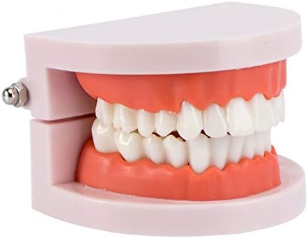 מודל שיניים סטנדרטי צעצועים מודל הדגמת תותבות סטנדרטית למבוגרים למבוגרים מודל תותבות לילדים ציוד לימוד שיניים,