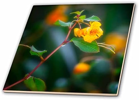 3 רוז בוהם צילום פרח-קטן צהוב פרח מאקרו צילום-אריחים