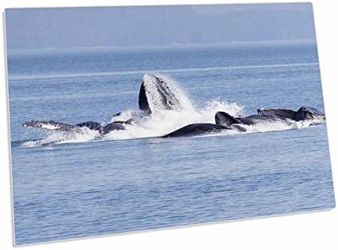 3DROSE ארהב, אלסקה, מפרץ מים מתוקים. לווייתני הלווייתנים בועות. - כרית שולחן כרית הניבה מחצלות