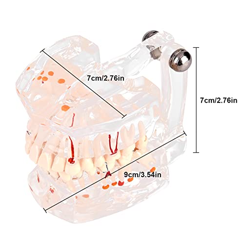 מודל שיניים שיניים שן efors ducation מודל פלסטיק לימוד שיניים חדש לימוד שיניים סטנדרטי מודל שיניים