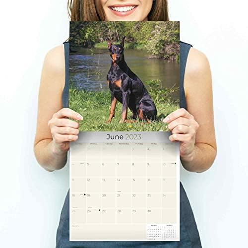 2022 2023 לוח השנה של דוברמן - גזע כלבים לוח שנה קיר חודשי - 12 x 24 פתוח - נייר עבה ללא דימום