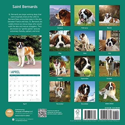 2023 לוח השנה של סנט ברנארדס קיר לפי יום בהיר, 12x12 אינץ ', צילום כלבי חיות מחמד מקסים חמוד