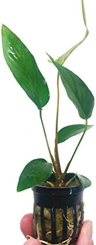Planterest - Anubias Hastifolia רקע בעציץ קישוטי צמח אקווריום חי קנה 2get1free