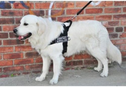 דין וטיילר D&T אוניברסלי אסיסטרידוג BK-L DT יוניברסל ללא רתמת כלבים משיכה, כלב שירות סיוע, גדול, מתאים להיקף,